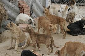 PIENSOS CON RESTOS DE ANIMALES ENFERMOS