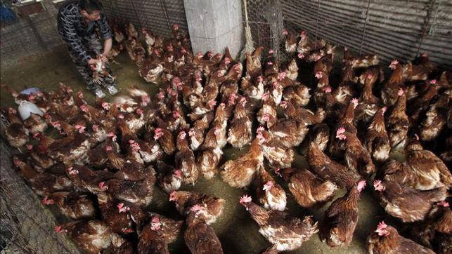 LOS POLLOS SON UNA V&Iacute;A DE TRANSMISI&Oacute;N DEL H7N9