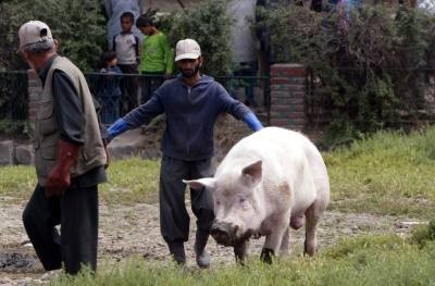 HASTA PARA SER ANIMAL HAY QUE TENER SUERTE