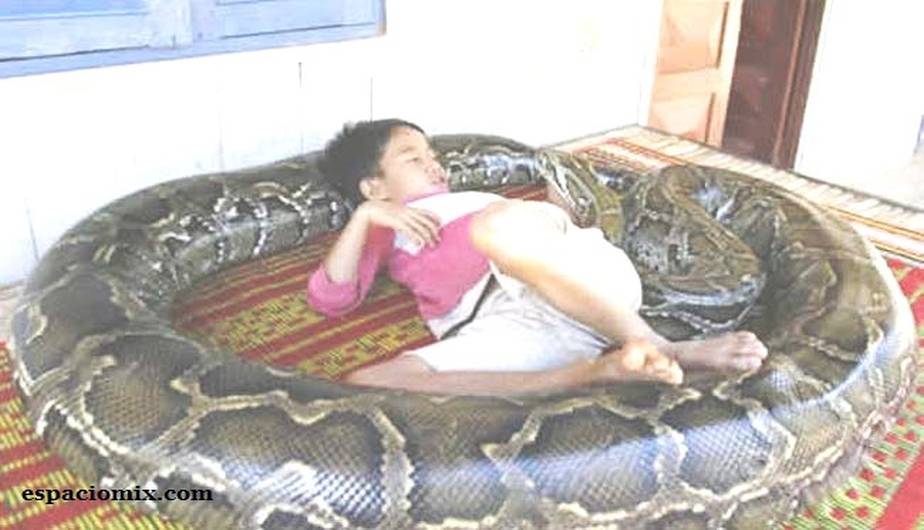 LA PITÓN QUE MATÓ A DOS NIÑOS ERA SU MASCOTA