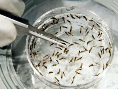 MUY CERCA DE LA VACUNA DE LA MALARIA