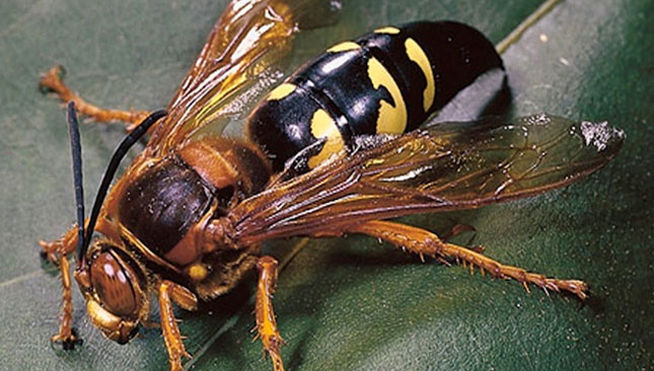 AVISPAS ASESINAS