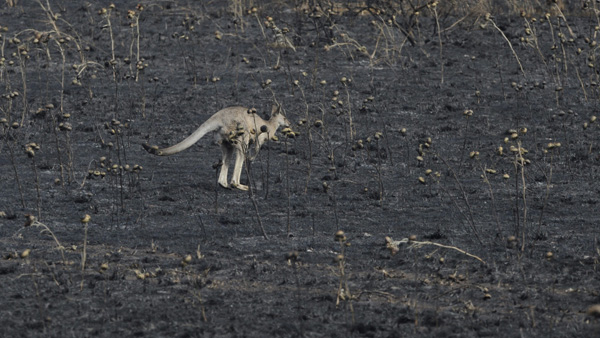 ARDE AUSTRALIA