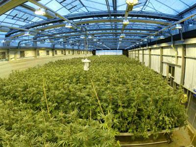 GRAN INVERNADERO CON MARIHUANA EN VALENCIA