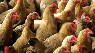 REBROTE DE LA GRIPE AVIAR EN COREA DEL SUR