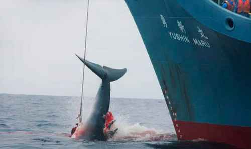 JAPÓN NO PODRÁ SEGUIR CAZANDO BALLENAS EN LA ANTÁRTIDA