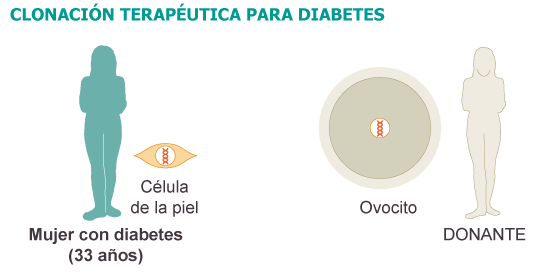 CÉLULAS PRODUCTORAS DE INSULINA A PARTIR DE LA PIEL