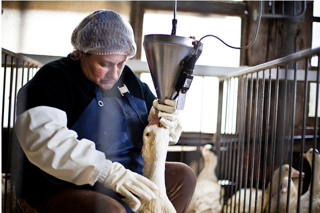 INDIA NO QUIERE FOIE GRAS OBTENIDO POR ALIMENTACIÓN FORZADA