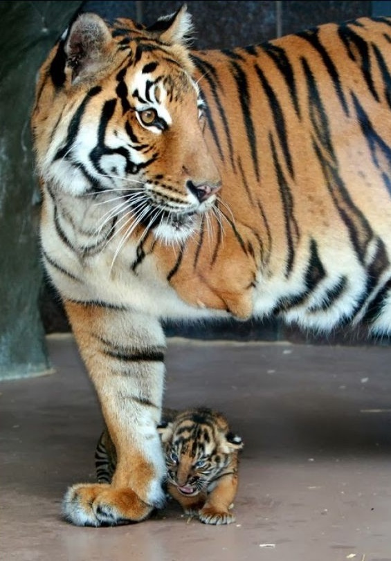 LOS TIGRES ESTÁN EN PELIGRO