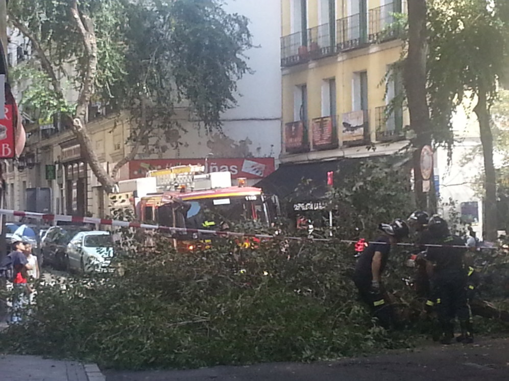OTRO ÁRBOL CAYÓ, Y EL AYUNTAMIENTO DICE QUE “ES NORMAL”