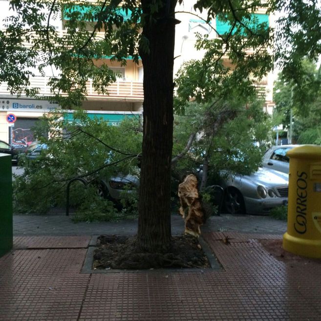 SIN VERGÜENZA DE LAS AUTORIDADES, CAE OTRO ÁRBOL EN MADRID