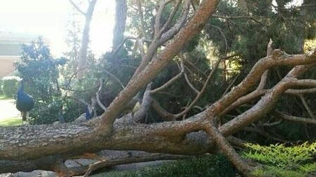 OTRA RAMA DE UN ÁRBOL CAE CAUSANDO DESTROZOS EN MADRID