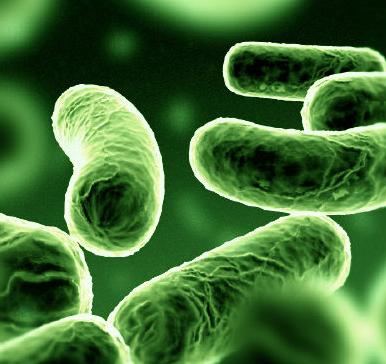 BROTE DE LEGIONELLA EN SABADELL