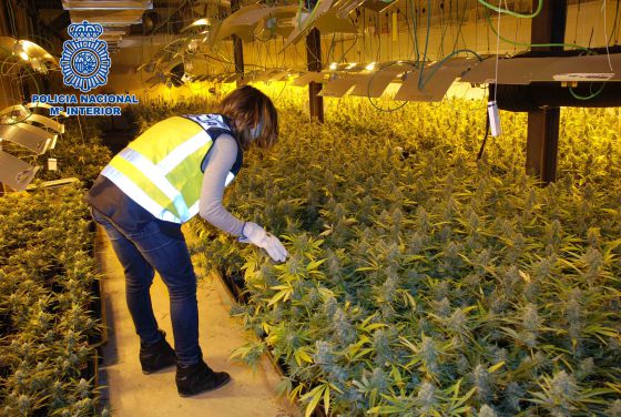 LA MARIHUANA VA GANANDO TERRENO EN EL CONSUMO Y ACEPTACIÓN
