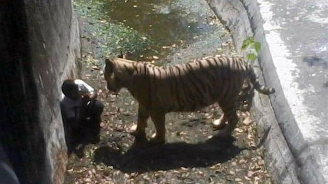 UN JOVEN MUERE ATACADO POR UN TIGRE