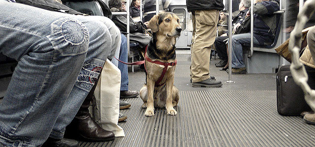 PERROS EN EL METRO DE BARCELONA