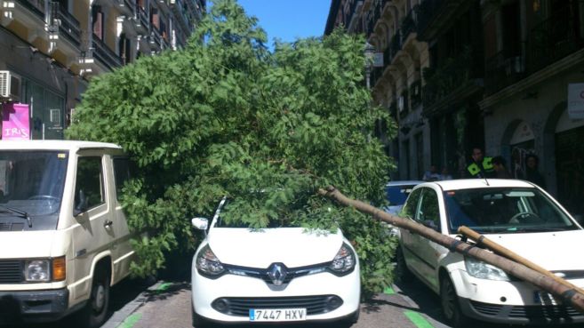 EL SUICIDIO DE LOS ÁRBOLES DE MADRID