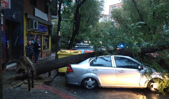 EN MADRID, QUIEN A BUEN ÁRBOL SE ARRIMA, BUEN RAMAZO QUE LE CAE