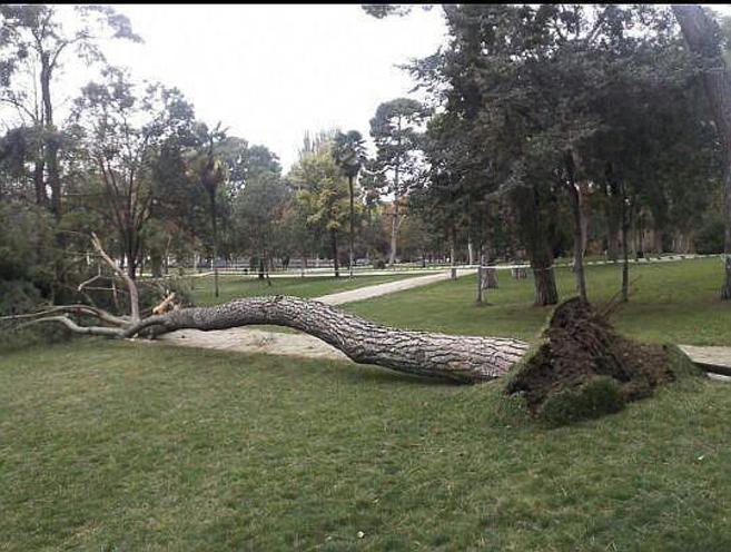 NO SE LO VAN A CREER, PERO HA CAÍDO OTRO ÁRBOL EN MADRID