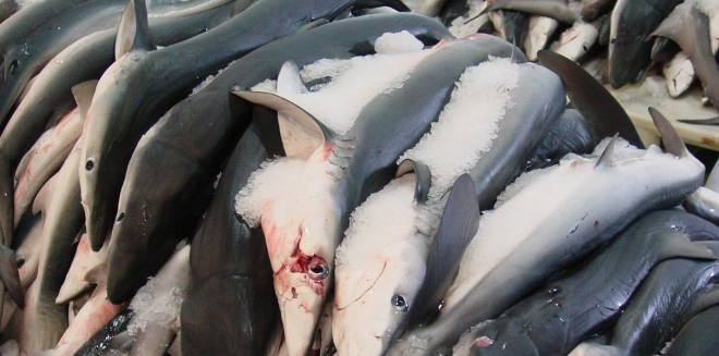 MILES DE ESPECIES ANIMALES ESTÁN AMENAZADAS DE EXTINCIÓN