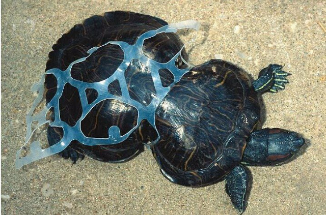 LOS OCÉANOS ESTÁN LLENOS DE PLÁSTICOS