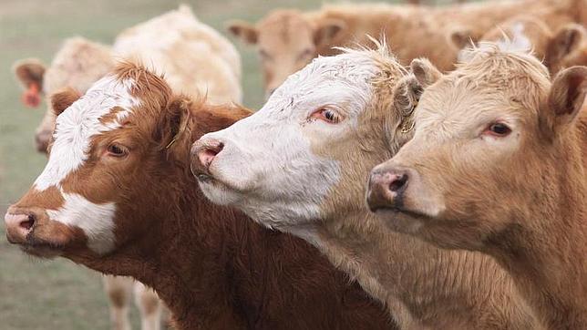 LAS VACAS EUROPEAS VUELVEN A EEUU