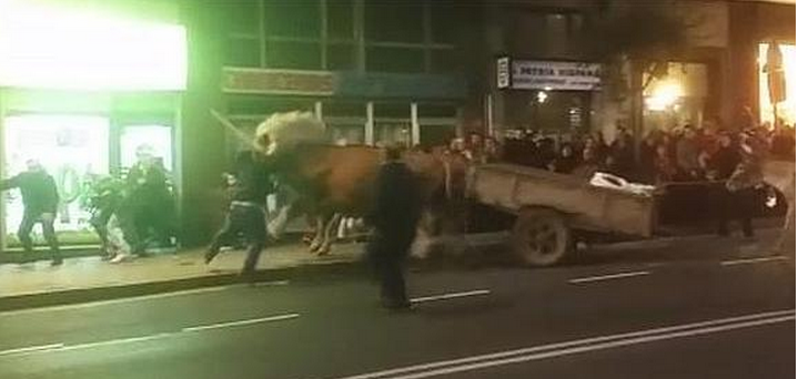 PÁNICO POR DOS BUEYES EN LA CABALGATA DE PORTUGALETE