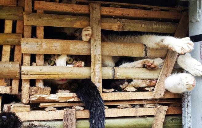 TRES TONELADAS DE GATOS PARA CONSUMIR...