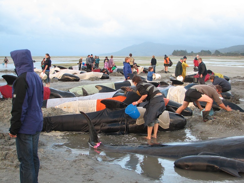 20150214 Whales on beach Farewell Splitpequeña