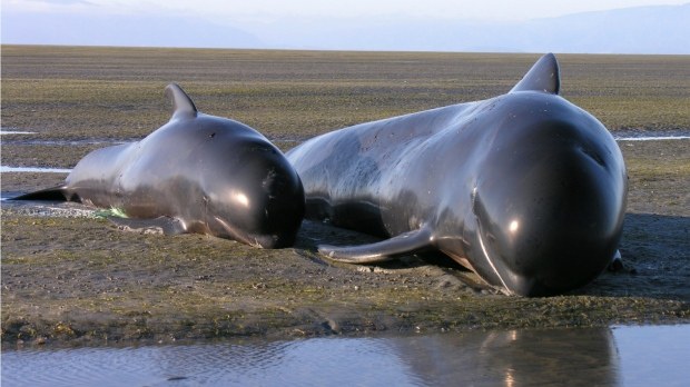 NUEVO EPISODIO DE BALLENAS VARADAS EN NEW ZEALAND