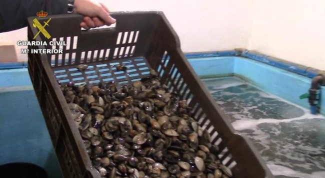 DESMANTELADA EN GALICIA UNA RED DE MERCADO NEGRO DE MARISCO