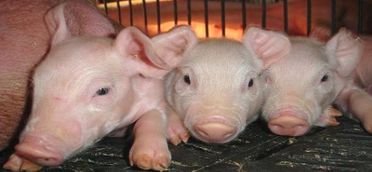 LO QUE NO QUEREMOS DEL CERDO, LO EXPORTAMOS PARA CHINA
