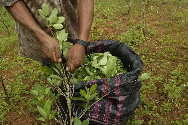 LAS FARC: MÁS PAZ POR UN LADO, MÁS COCA POR EL OTRO