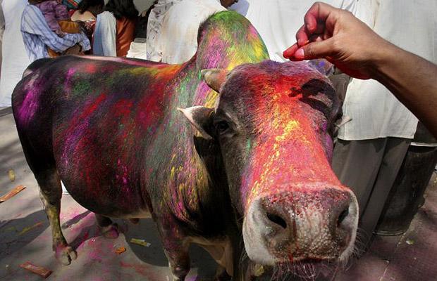 20150310 Holi colour festiv 1364317i