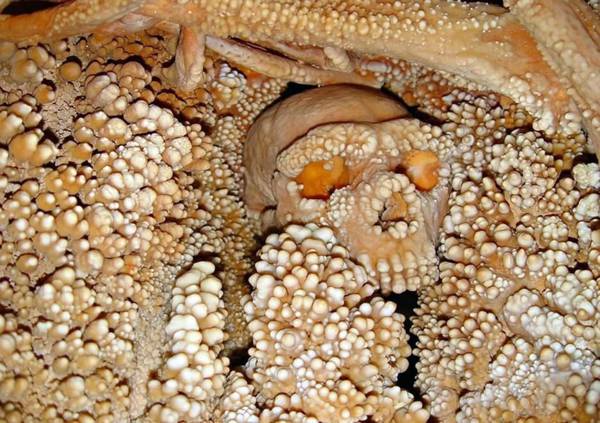 EL ADN HUMANO MÁS ANTIGUO DEL MUNDO PROVIENE DEL ‘HOMBRE DE ALTAMURA’