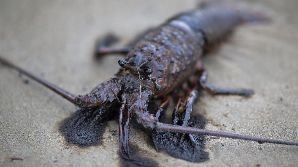 CATÁSTROFE ECOLÓGICA EN LAS COSTAS CALIFORNIANAS