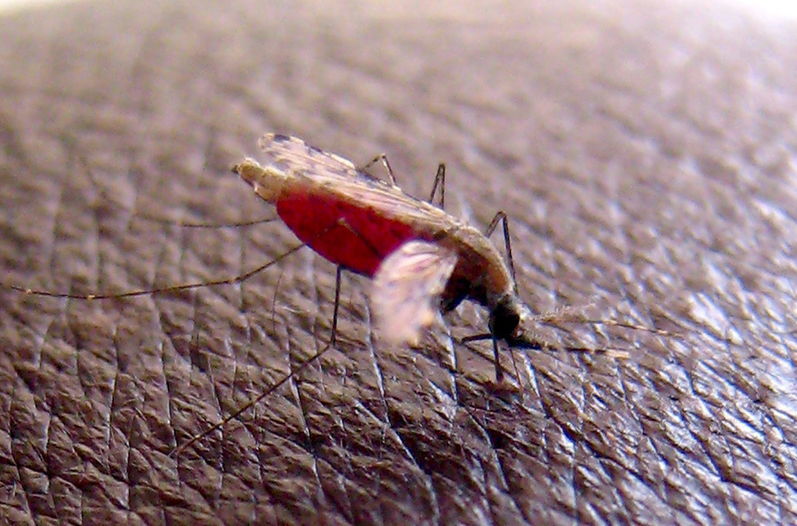 LA EMA APRUEBA LA PRIMERA VACUNA CONTRA LA MALARIA