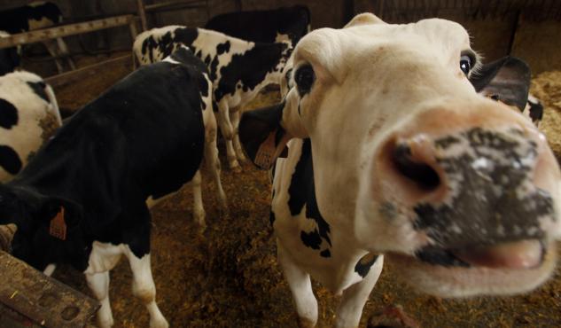 LA UE DESTINA 111 MILLONES DE EUROS PARA PROMOVER LA AGRICULTURA EUROPEA