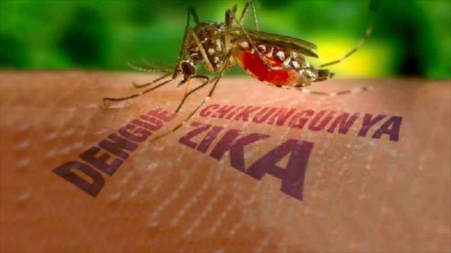 LA OMS AMENAZA CON EL VIRUS ZIKA