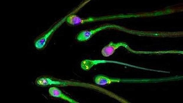 CHINA CREA ESPERMATOZOIDES DE LABORATORIO