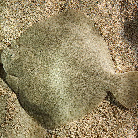 EL RODABALLO, UN HITO EN LA CIENCIA ESPAÑOLA