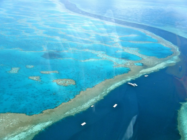 EDITORIAL: EL 35% DE LA BARRERA DE CORAL MÁS IMPORTANTE DEL PLANETA, EN AUSTRALIA, ESTÁ SUCUMBIENDO: MUERE