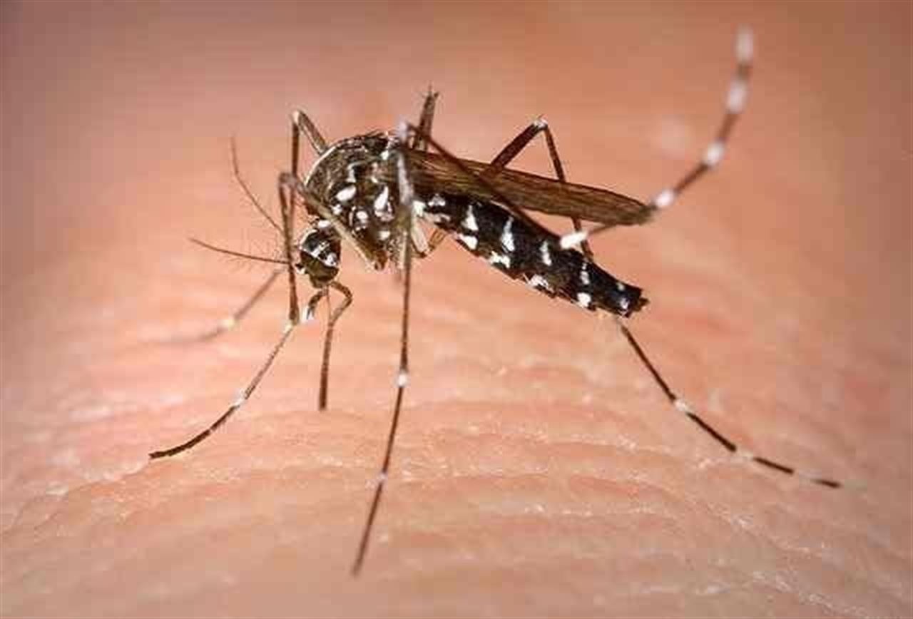LA OMS ALERTA DE QUE EL ZIKA PODRÍA CAUSAR DIVERSAS ANOMALÍAS EN "MILES" DE BEBÉS