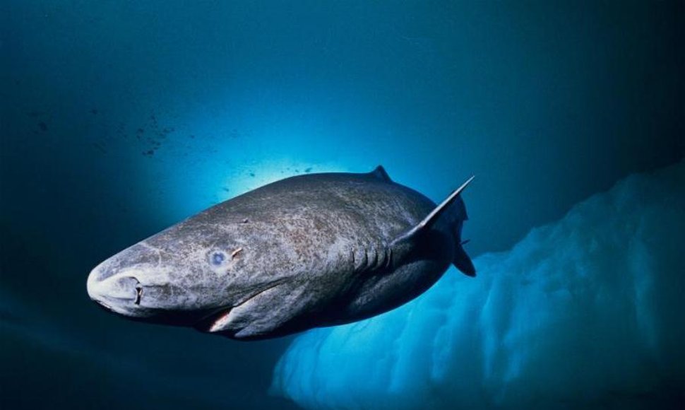 EL FRÍO CONSERVA: LOS ANIMALES MÁS LONGEVOS VIVEN EN ZONAS FRESQUITAS