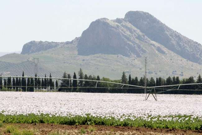 ESPAÑA, POTENCIA MUNDIAL EN LA PRODUCCIÓN DE OPIO