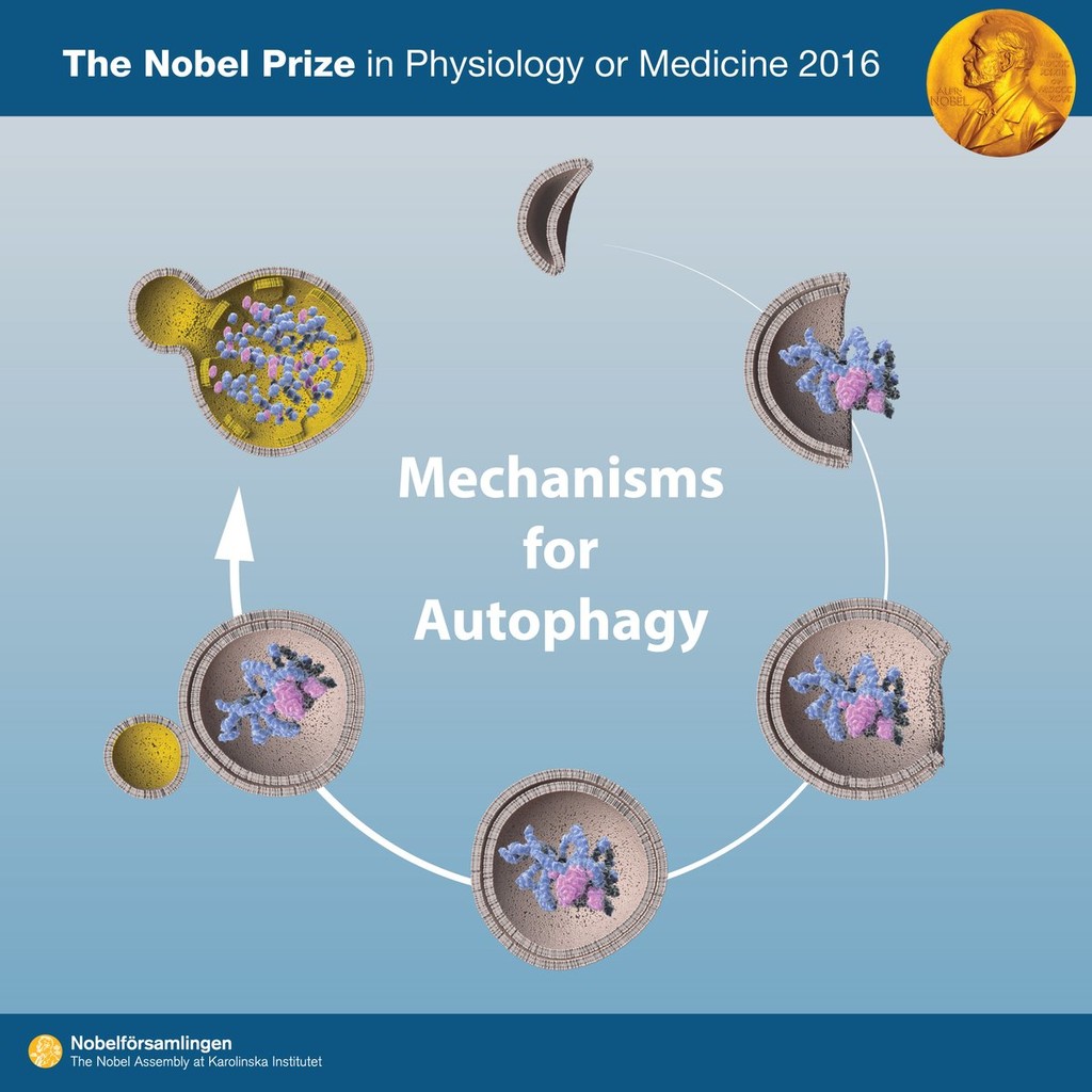20161003 nobel 5