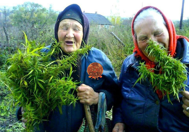 LA MARIHUANA, PLANTA TERAPÉUTICA Y LÚDICA PARA LAS PERSONAS CON JUVENTUDES ACUMULADAS