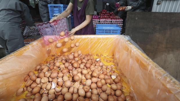 HUEVOS CONTAMINADOS EN CATALUÑA