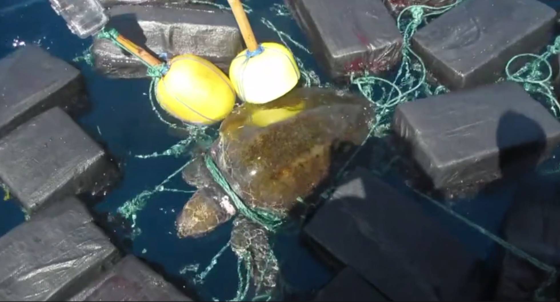 RESCATAN EN EL PACÍFICO UNA TORTUGA ENREDADA ENTRE 800 KILOS DE COCAÍNA