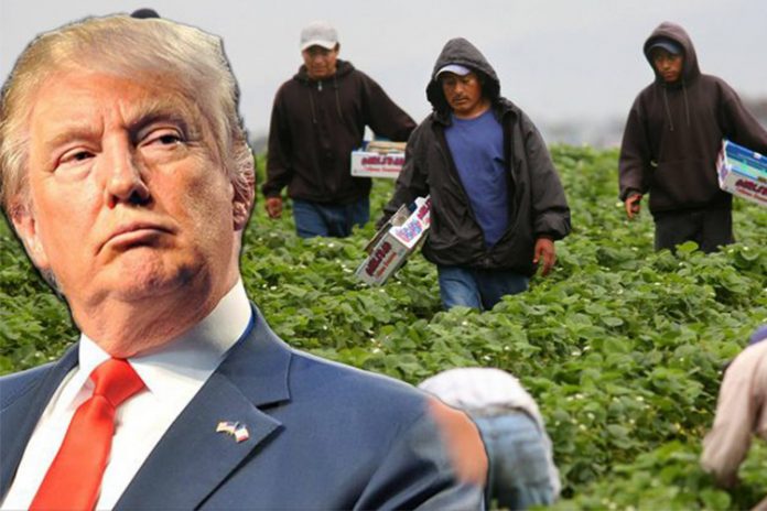 TRUMP GANA: LA CARAVANA DE MIGRANTES ABANDONA